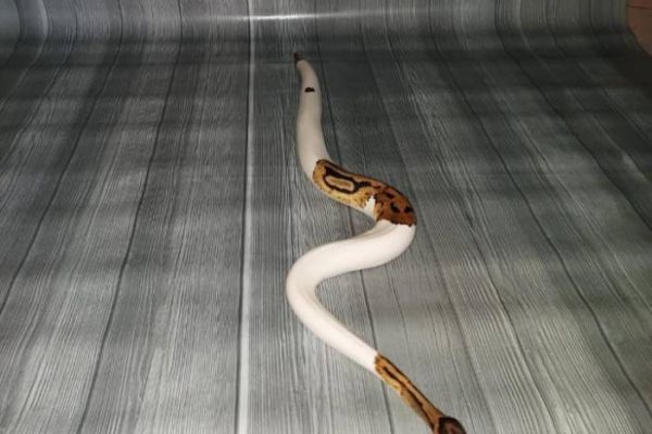 Königspython Schlange