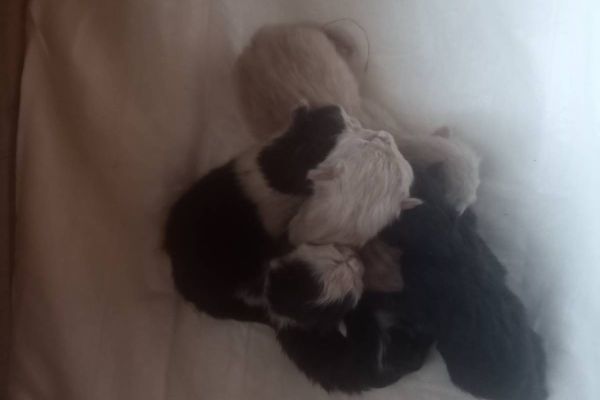 Bkh-Mischlingskätzchen