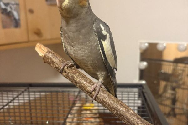 Verkaufe Nymphensittich Weibchen