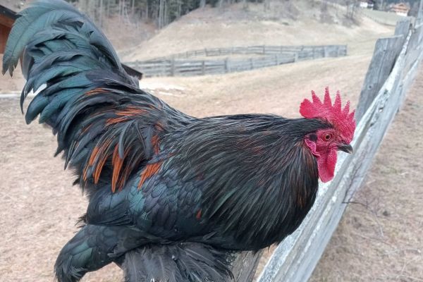 Verkaufe Federfüßigen Zwerghahn
