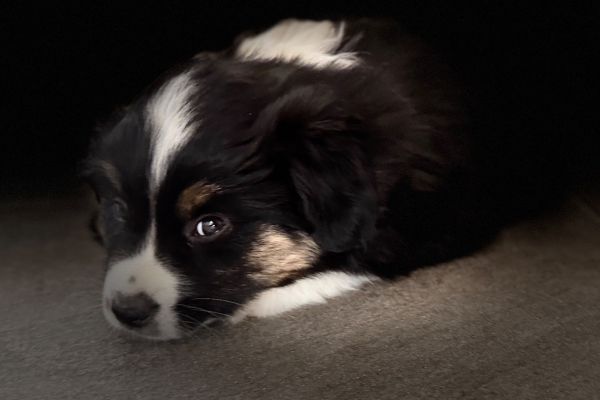 Mini Australian Shepherds