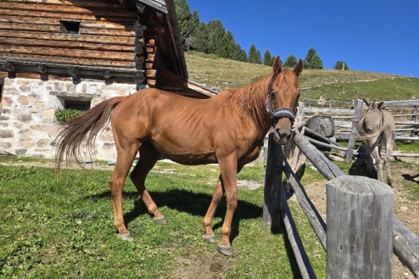 Liebevolles Quarter Horse (2005) in gute Hände abzugeben