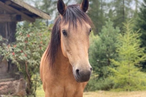 reitpferd zu verkaufen