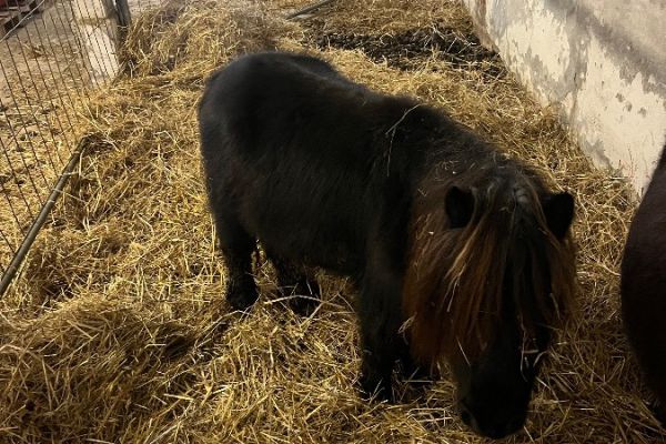 Pony mini.