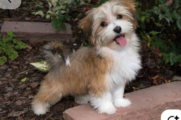 Suche Havanese/ Maltese Welpen