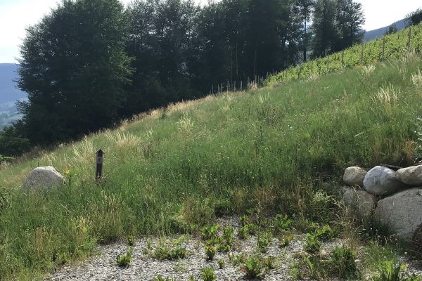 Wiese zu mähen, Heu darf behalten werden 2000 qm in Verdings