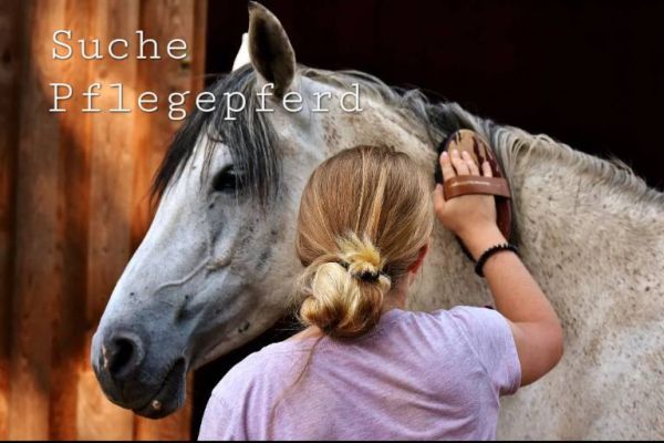 Pflegepferd