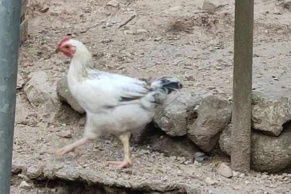 Zwei kleine junge Hähne zu verschenken (gallo nano)
