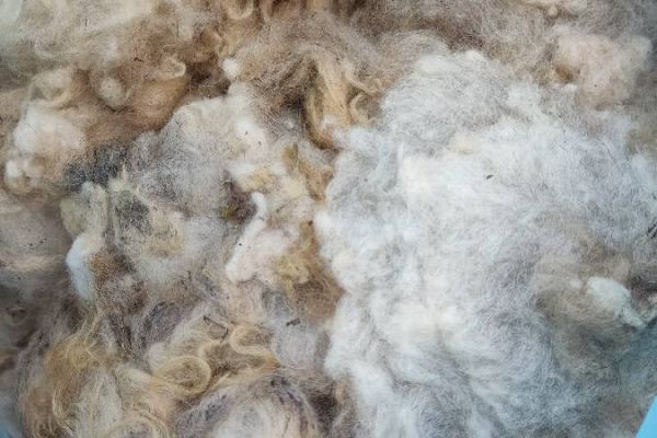 Schafwolle, ein Sack, grau weiß gemischt