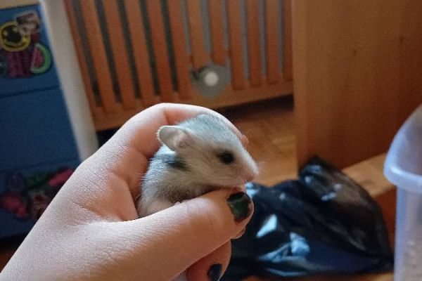 Goldhamster