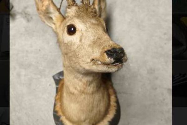 Rehbock Jagdtrophäe