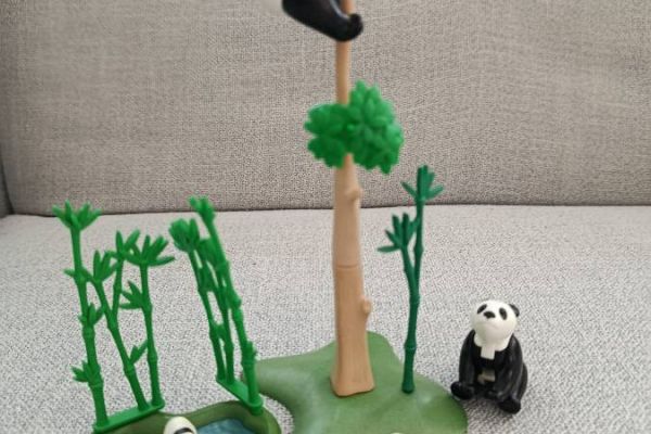 Panda Bären im Gehege