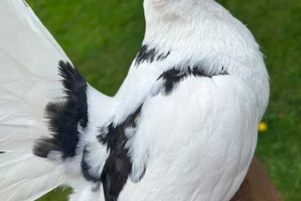 Pfautauben