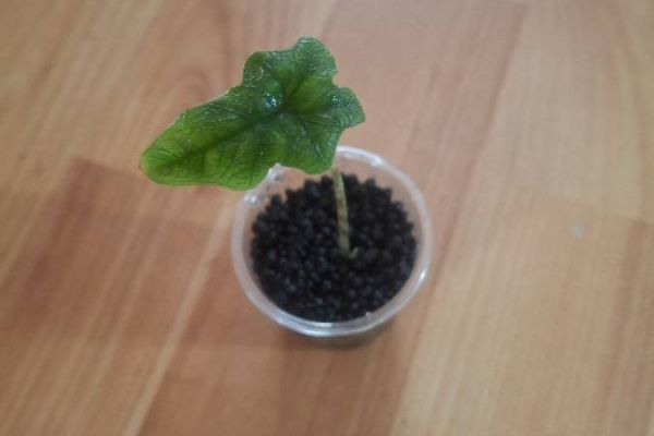 Alocasia Jacklyn Baby