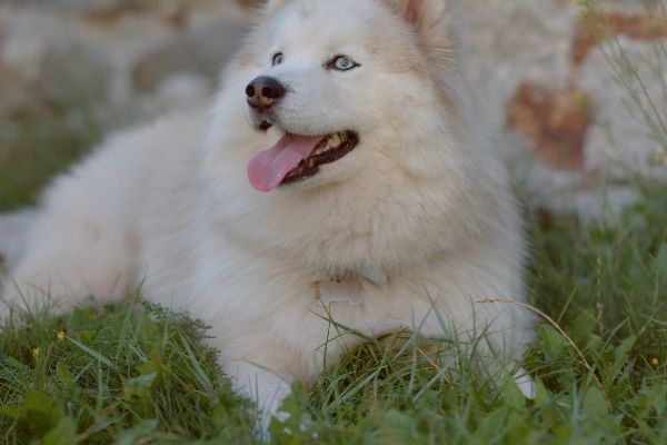 Suche Wohnung Raum Lana