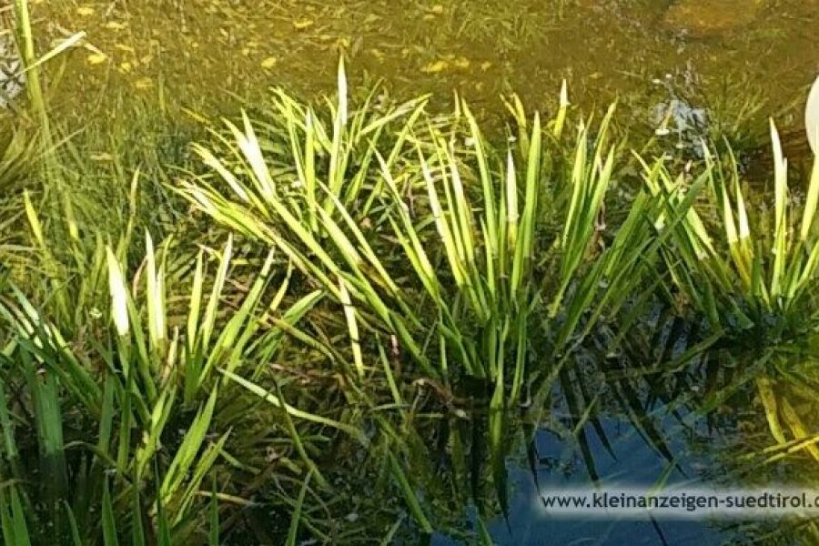 Wasserpflanzen für Gartenteich (Krebsscheren) - Bild 3