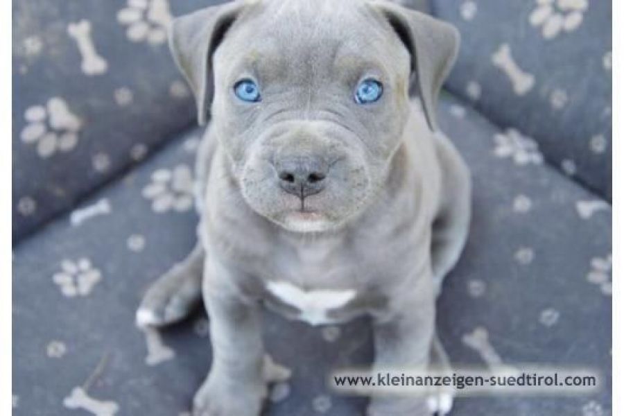 Welpen zu kaufen pitbull American Pitbull