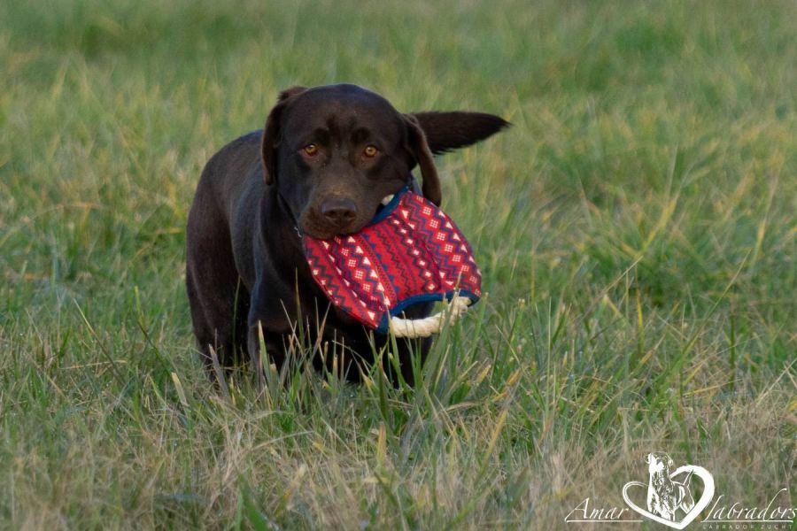 Erzogener Labradorhund Olivier - Bild 2