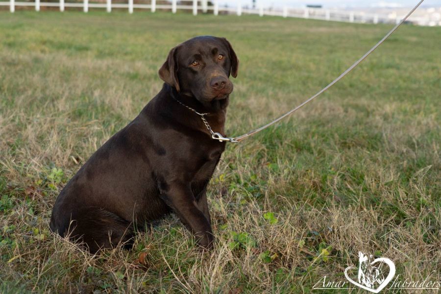 Erzogener Labradorhund Olivier - Bild 4