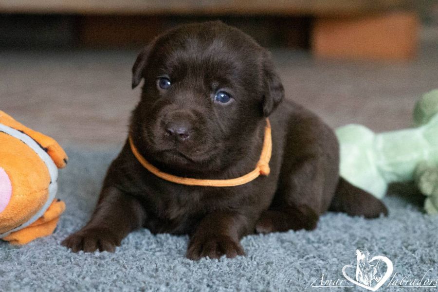 Labradorwelpen chocolate - Bild 3