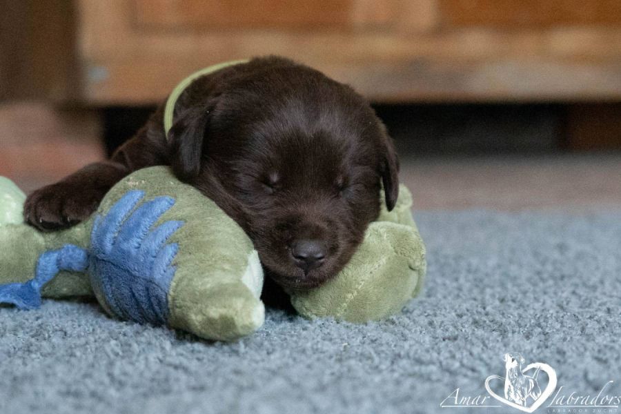 Labradorwelpen chocolate - Bild 5