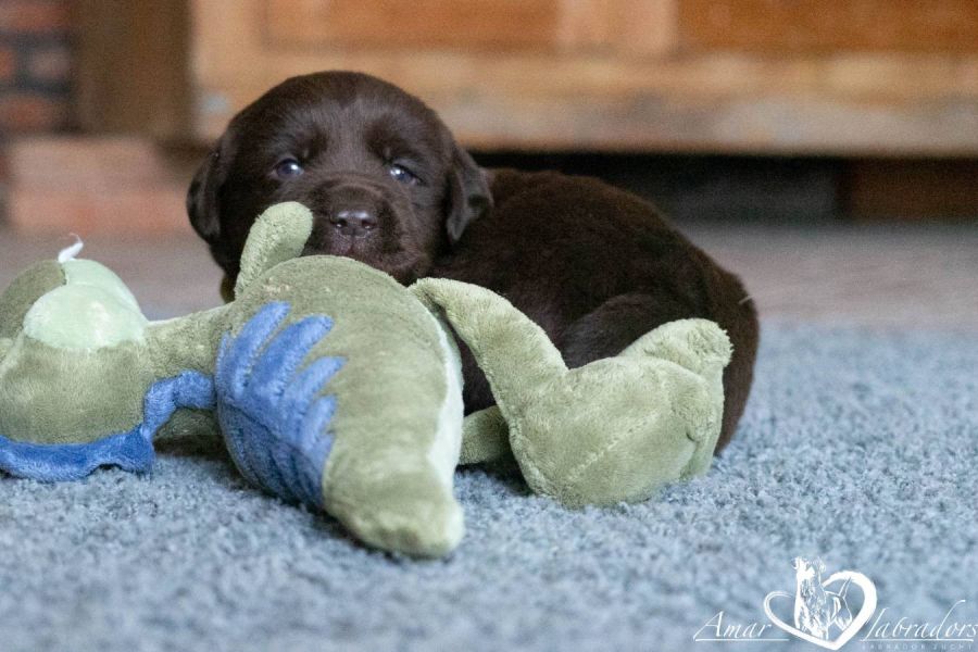 Labradorwelpen chocolate - Bild 6