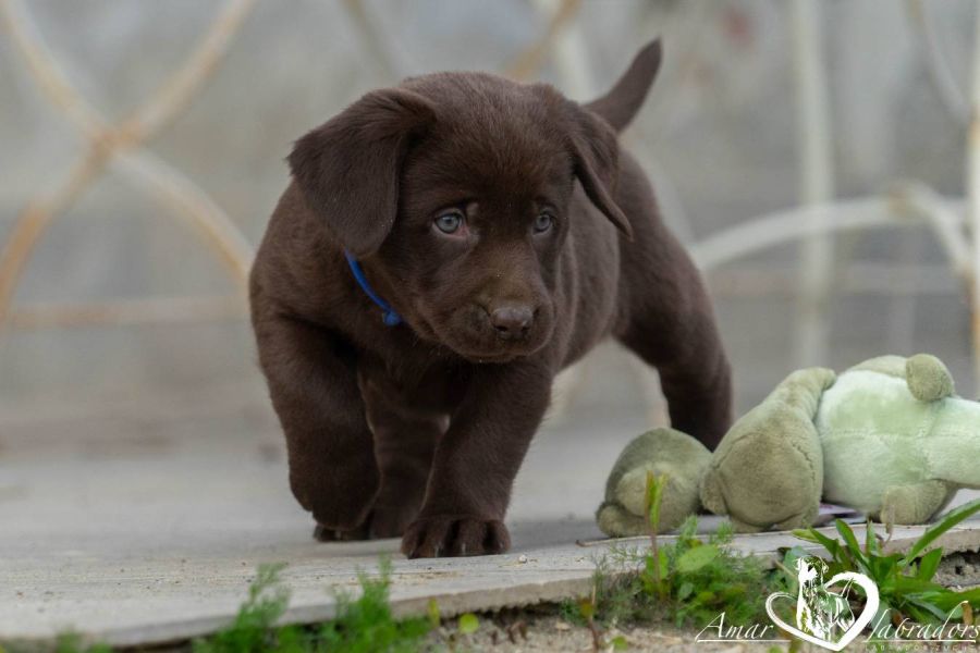 Labradorwelpen chocolate - Bild 7