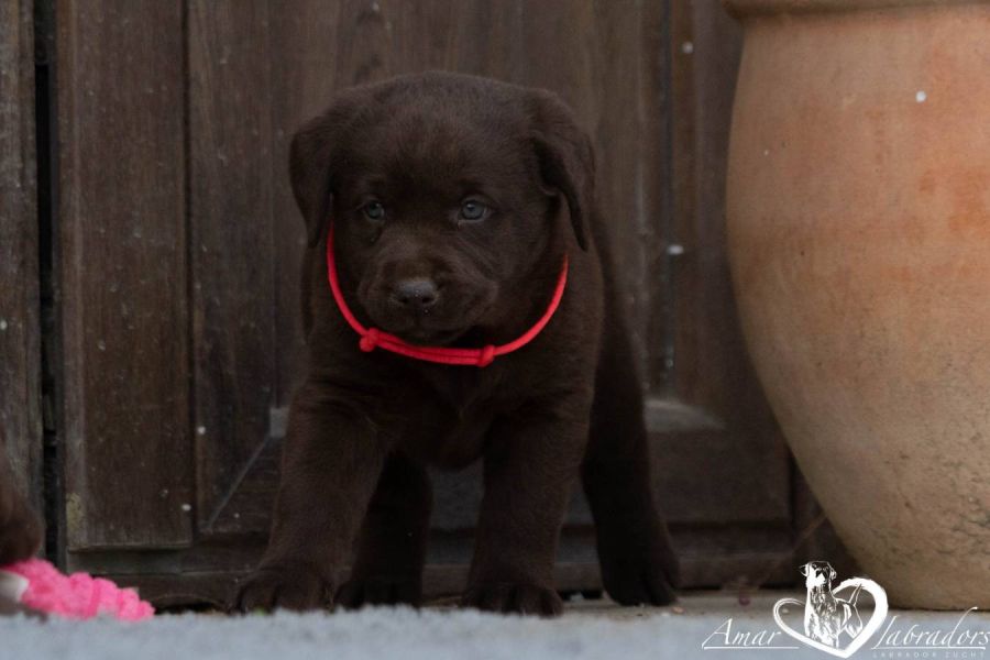 Labradorwelpen chocolate - Bild 8