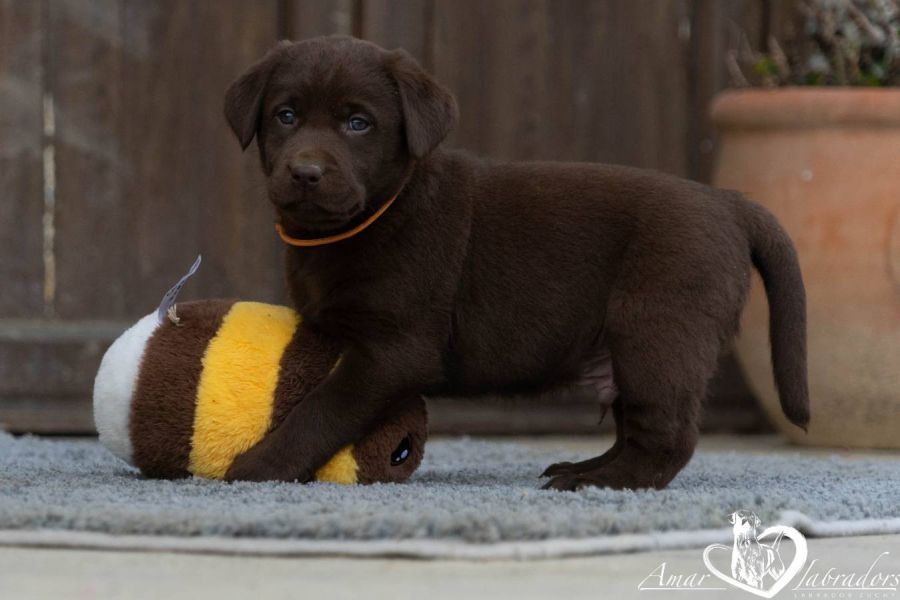 Labradorwelpen chocolate - Bild 9