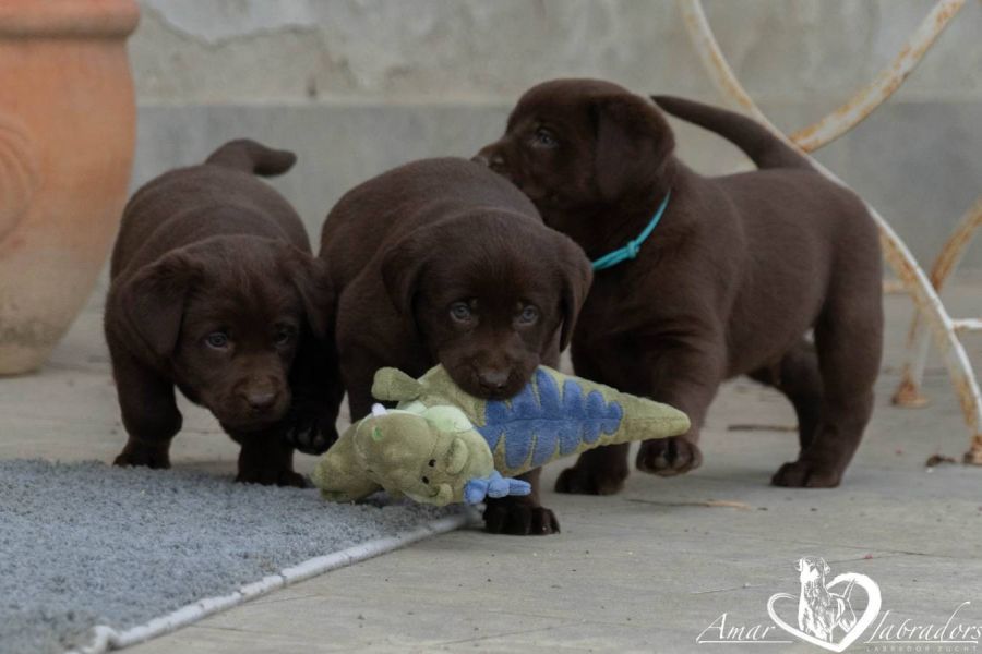 Labradorwelpen chocolate - Bild 11