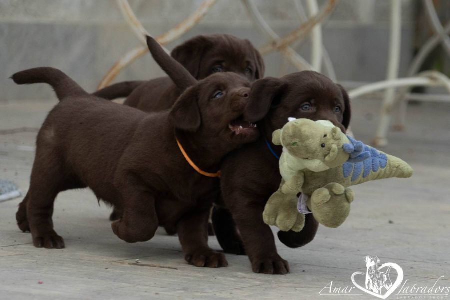 Labradorwelpen chocolate - Bild 12