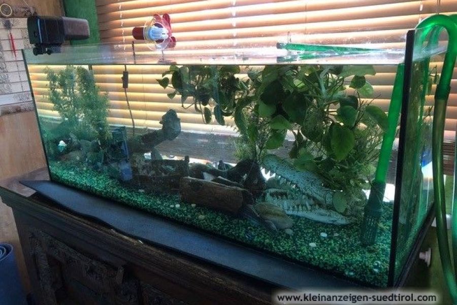 Aquarium (160 Liter), samt hochwertigem Zubehör - Bild 3