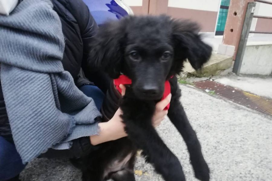 hunde suchen ein zuhause von privat