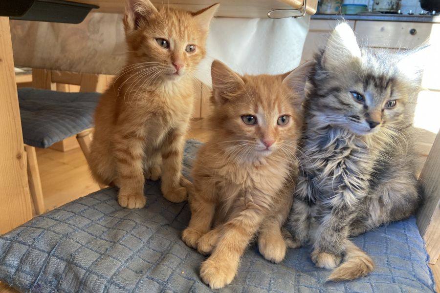 Katzen zu verschenken Villanders 275122 Pferde & Zubehör