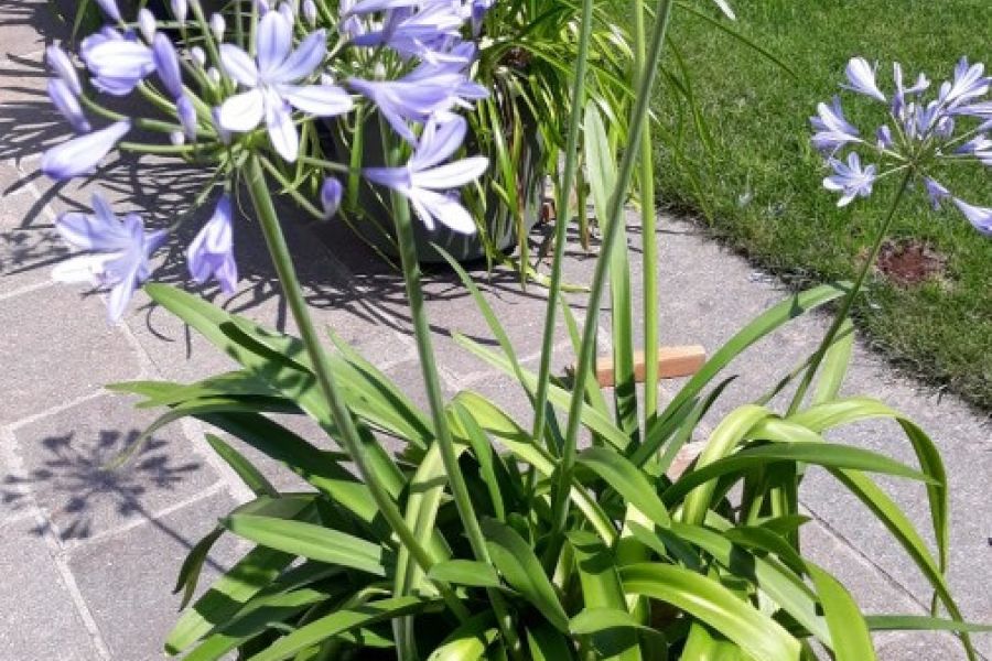 Schöne Pflanze mit dem Namen Schmucklilie mit 6,7 und 8 Blüten - Bild 1