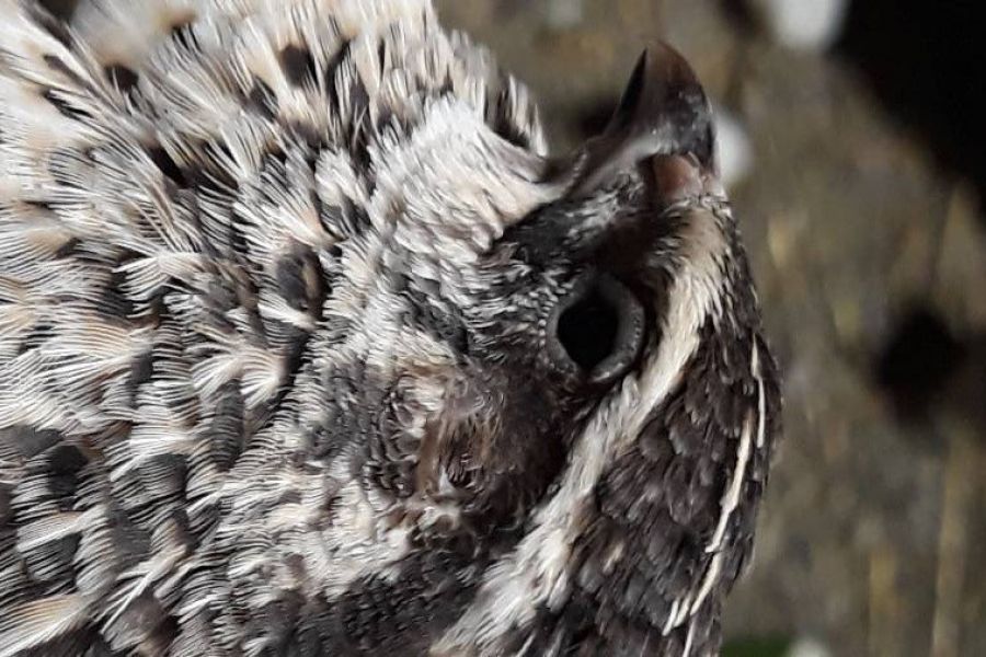 Wachteln  eigeneNachzucht von heuer abzugeben Pärchen Naturbrut - Bild 2