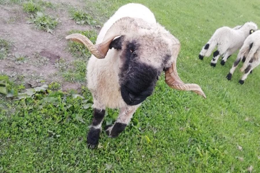Verkauf oder Tausch von Walliser Schwarznasenwidder - Bild 1