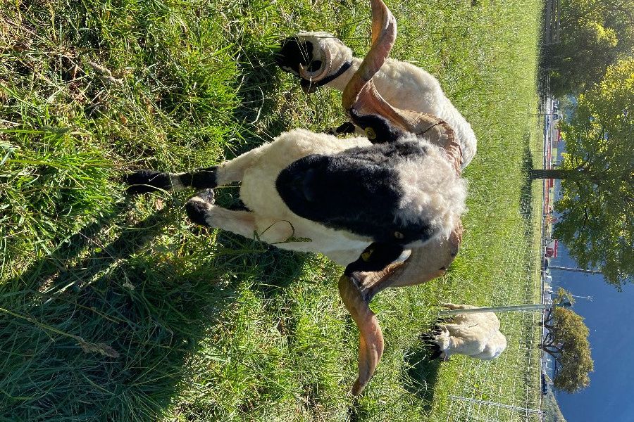 Verkauf oder Tausch von Walliser Schwarznasenwidder - Bild 3