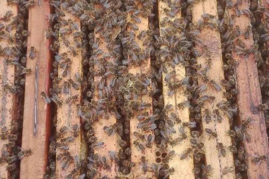 Vendo 2 popoli di api 180 euro l'una contattare questo nr.3294926910 - Bild 1