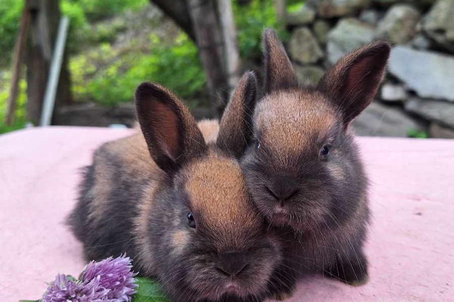 Thüringer Kaninchen - Bild 1