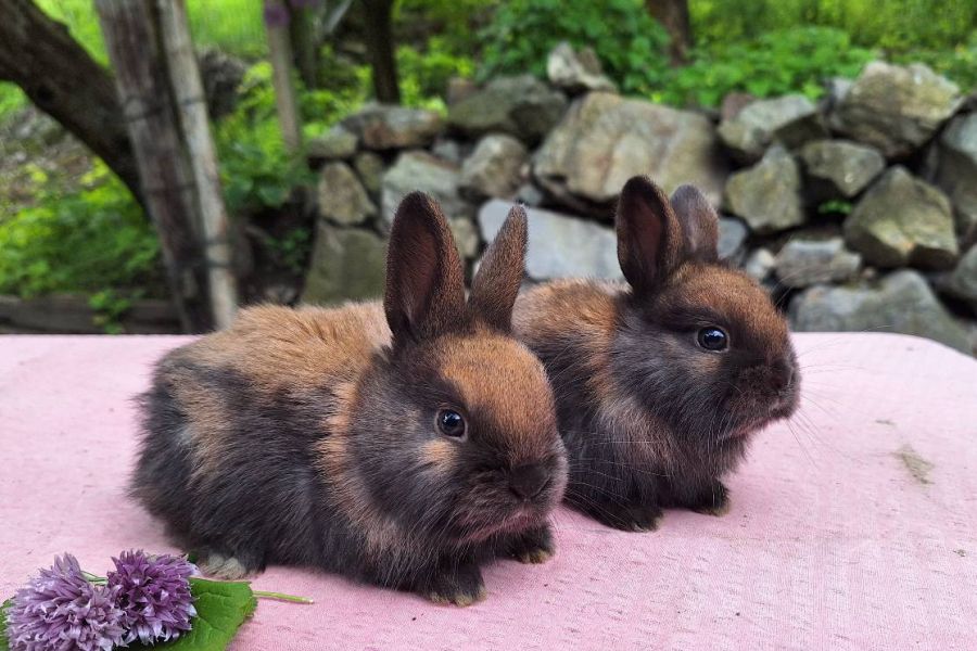Thüringer Kaninchen - Bild 2
