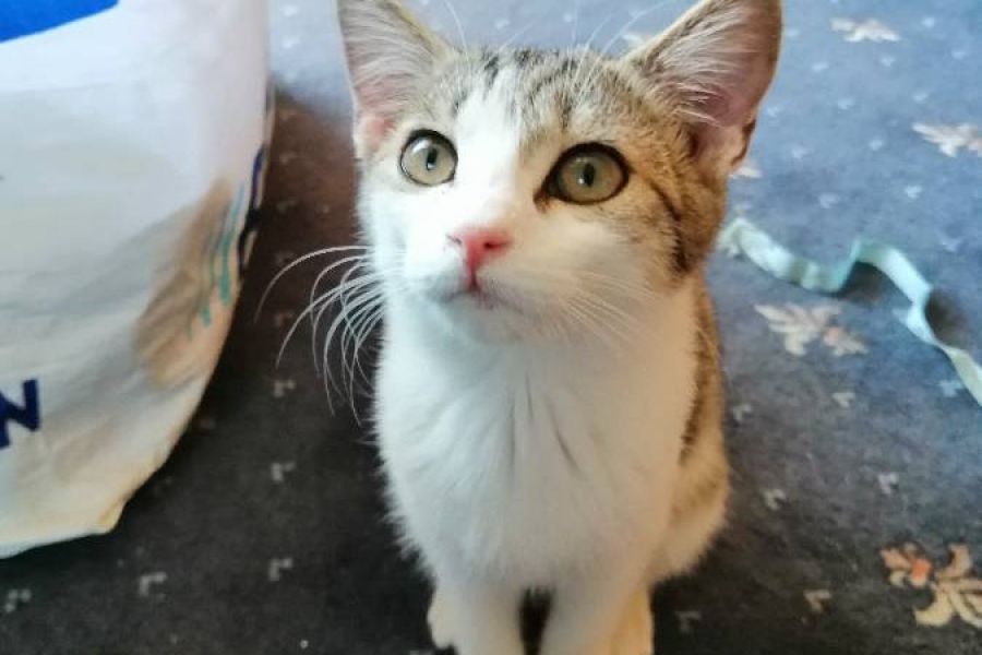 Verschenke kleine Katze w Villanders 302164 Katzen & Zubehör