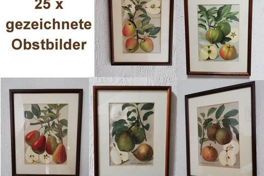 25 gezeichnete Bilder von Obstsorten - Bild 1