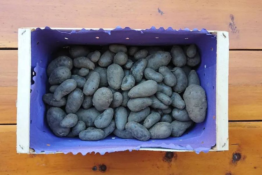 Verschiedene Kartoffelsorten und -raritäten - Bild 3