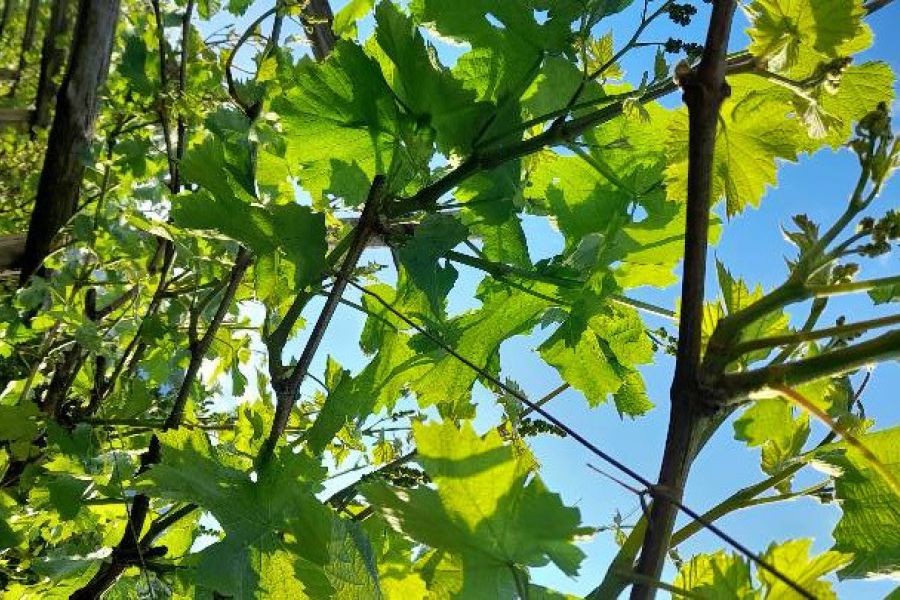 Verkaufe Eigenbauwein (Lana) - Bild 1
