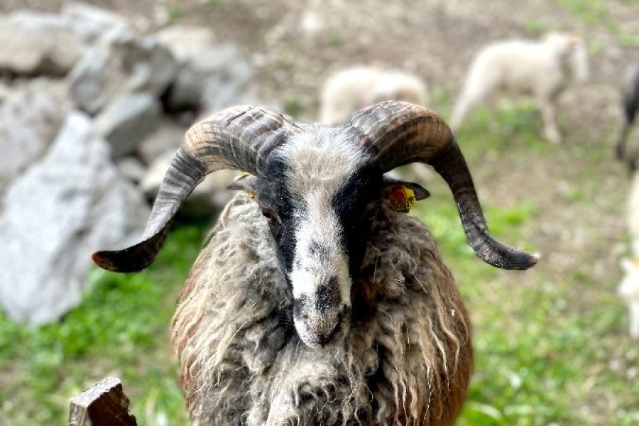 Zwergschaf Quesant Widder - Bild 2
