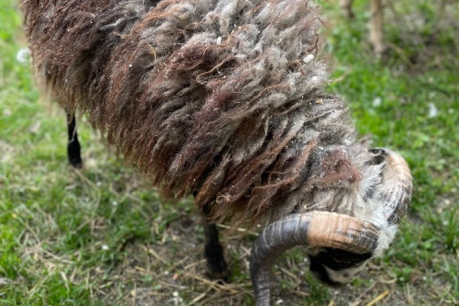 Zwergschaf Quesant Widder - Bild 4