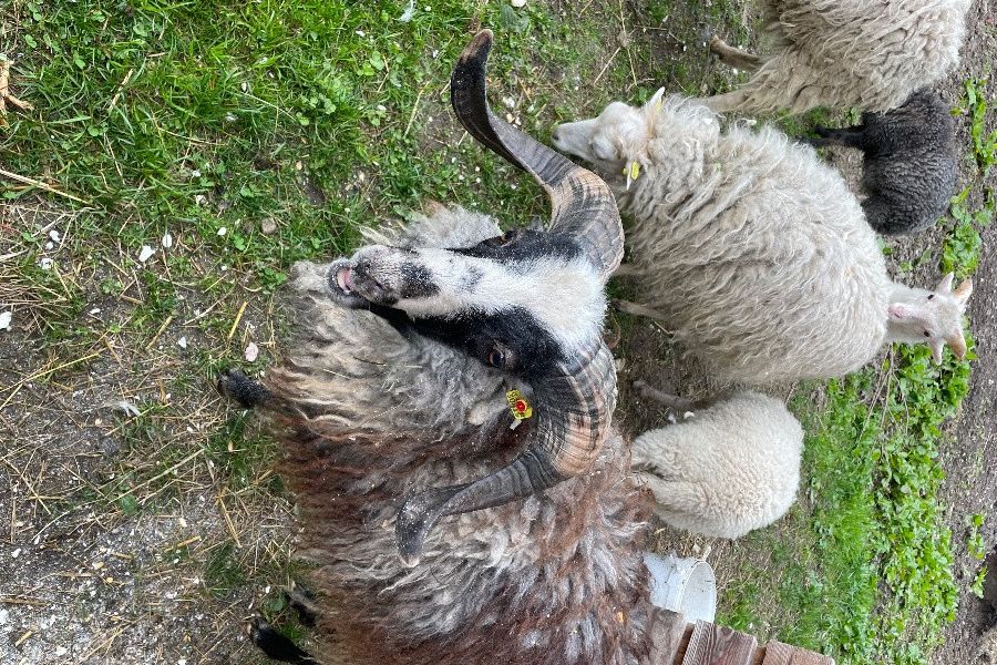 Zwergschaf Quesant Widder - Bild 5