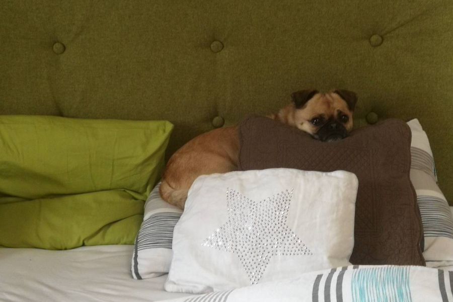 Kopfteil für Doppelbett - Bild 1