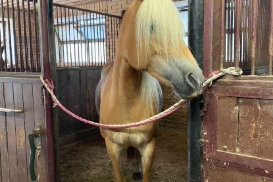 Suche Reitbeteidigung für meine Haflingerstute Trilly - Bild 2